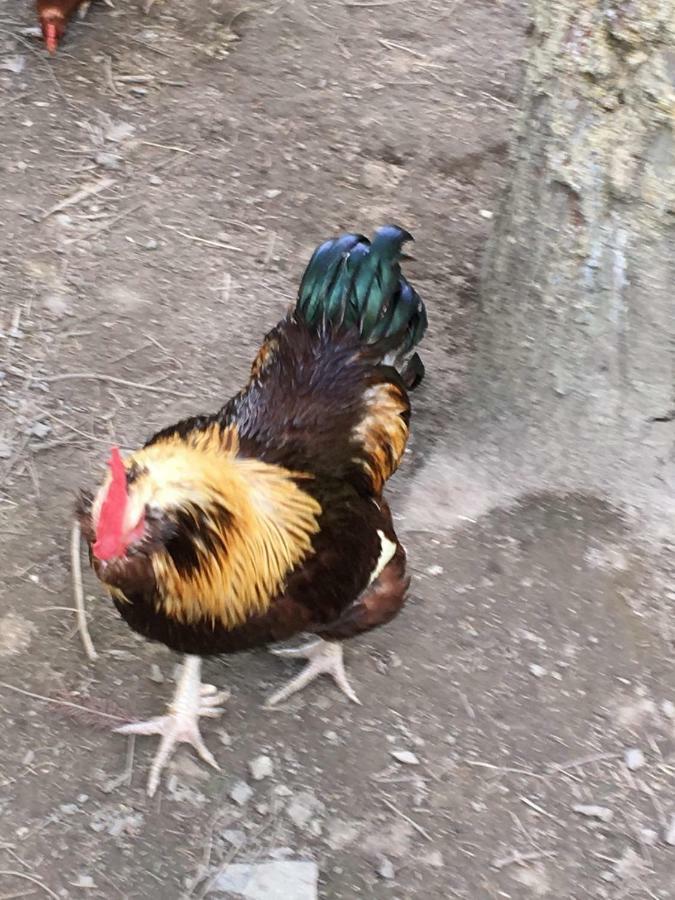 Skjeggestad Gjestehus Ringebu Exterior foto